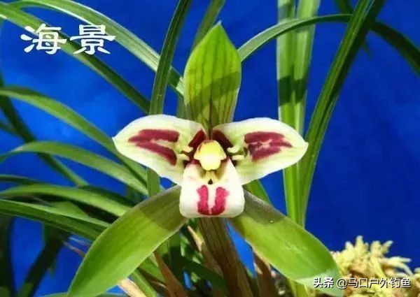 蝴蝶兰花是名贵的吗,中国兰花的鉴赏标准