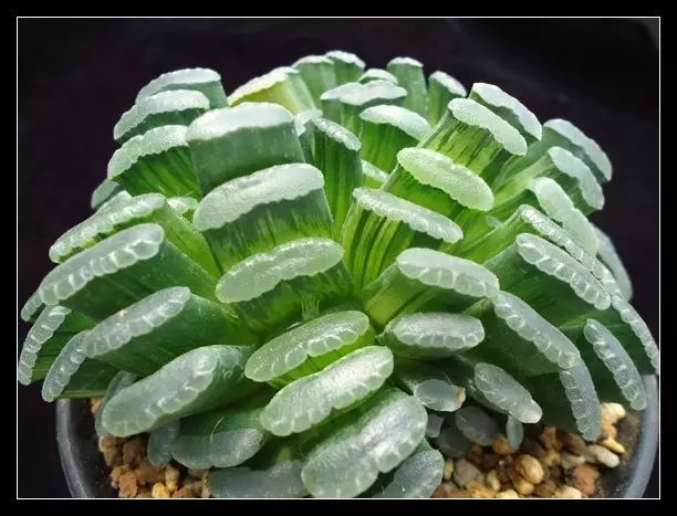 多肉植物好养又容易开花,长相怪异的9种多肉植物