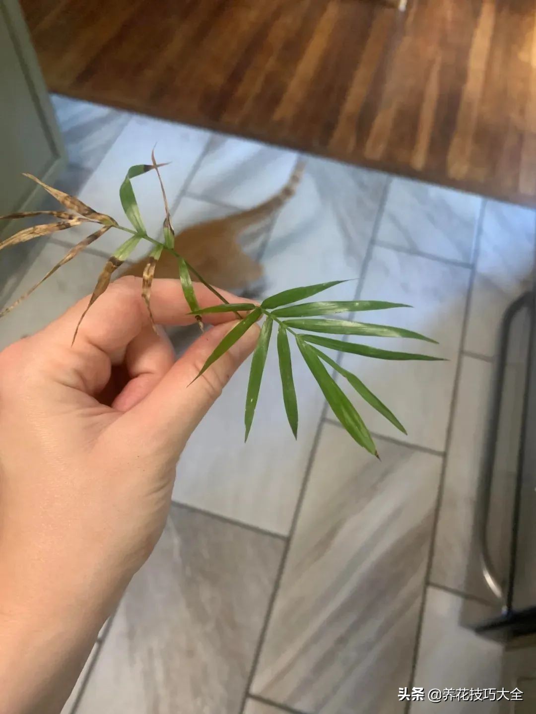 盆栽袖珍椰子发黄怎么办,袖珍椰子叶子发黄可以扯掉吗