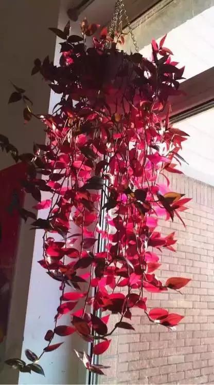适合室内养的不见阳光的垂吊花,适合阳台种的垂吊花一年四季开花