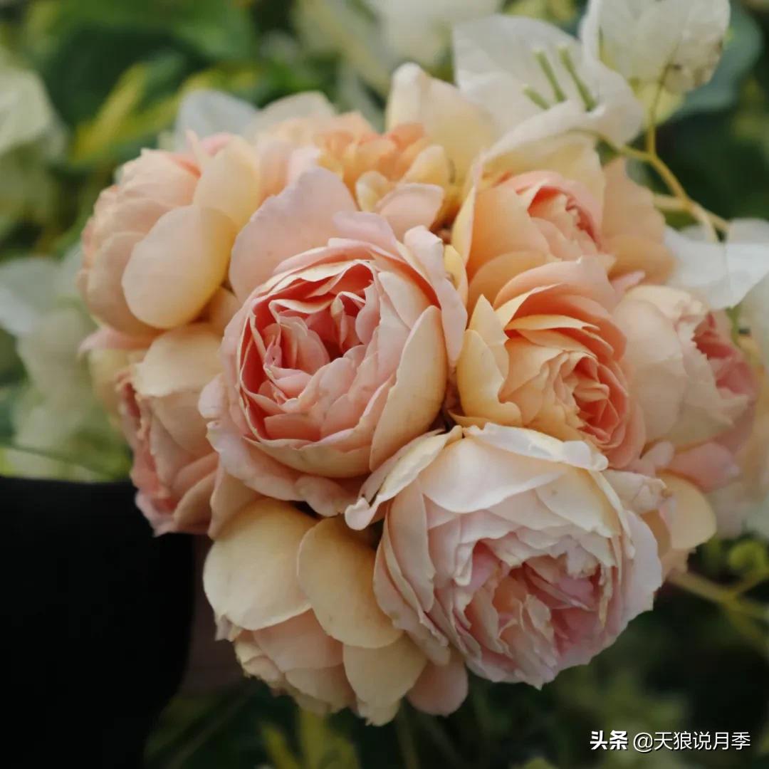 人家最美四月天，天狼自育终于打折了！15个品种供你宠信。