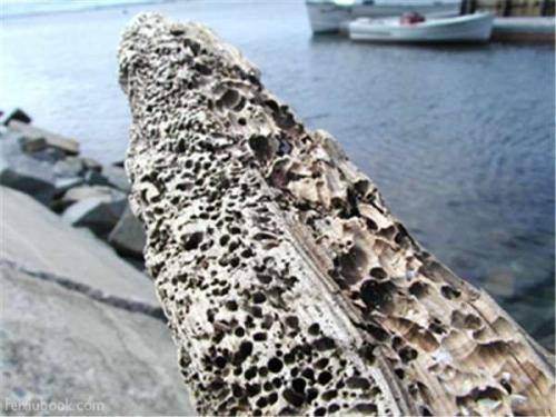 不经意间便能颠覆海洋战争的局势，船蛆小小身体却有大能量