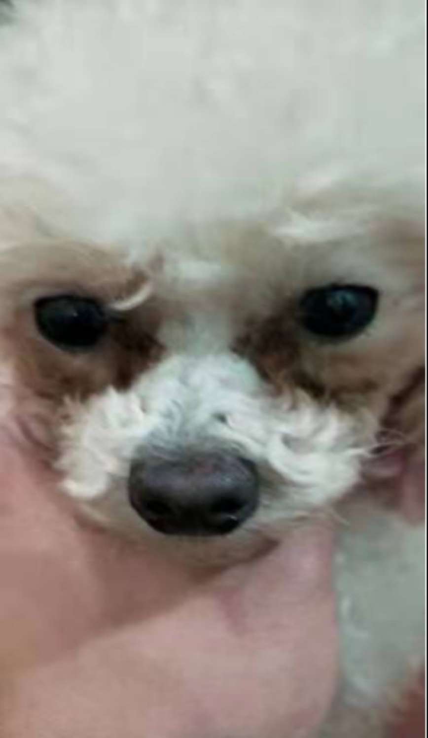 狗狗为什么有泪痕和红嘴巴,狗狗泪痕特别严重是什么原因