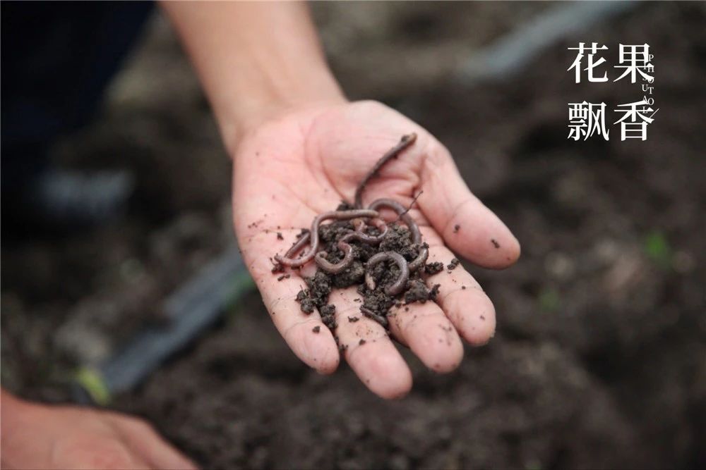 吴小平有机阳光玫瑰葡萄,吴小平的葡萄熟了