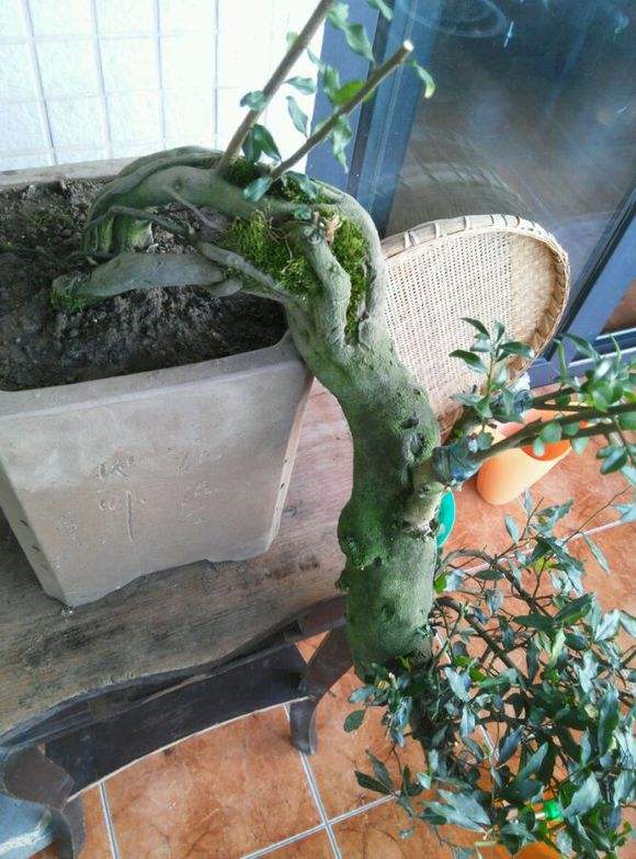 金弹子怎么养护才能开花结果,金弹子开花挂果注意事项