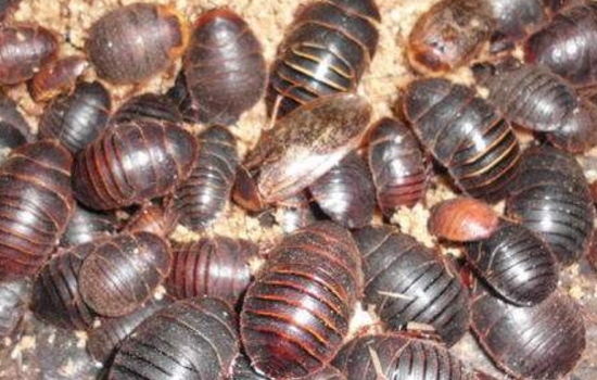 土鳖虫活血化瘀效果强吗,养殖的土鳖虫有药效吗