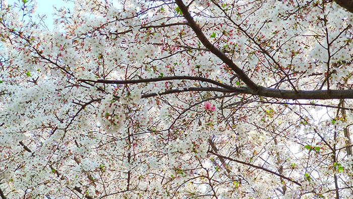 又是一年樱花开放的季节,又是一年樱花开视频