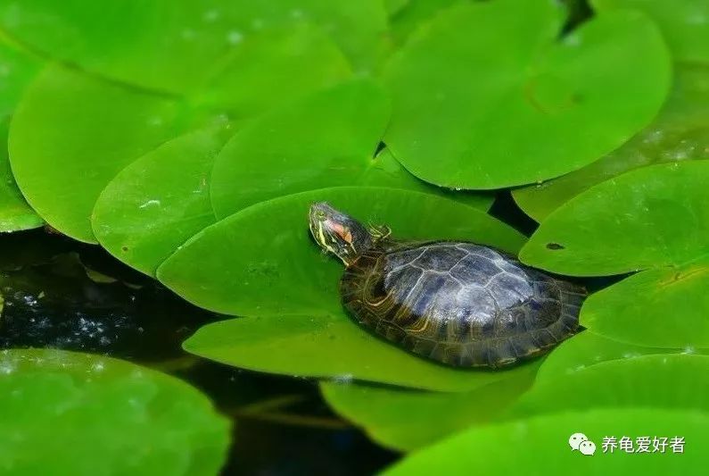 龟龟生病不吃东西喂点什么药,龟为什么养了一段时间就变味了
