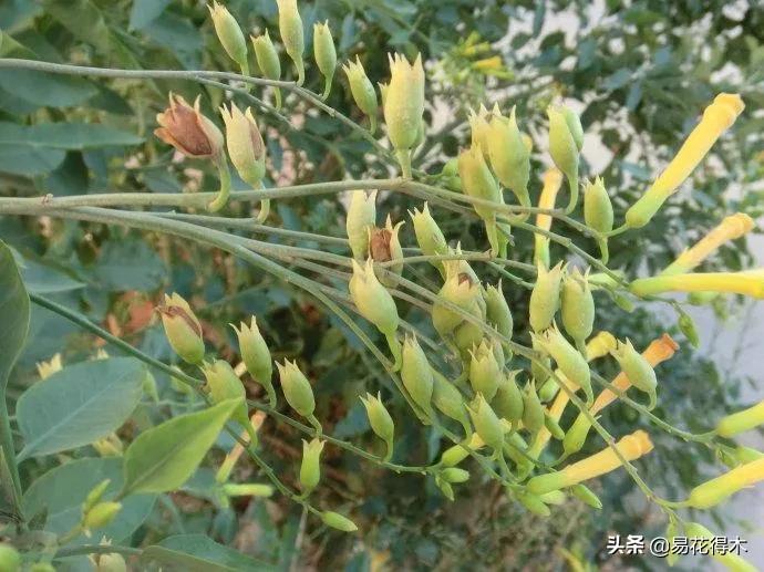 草烟跟香烟的区别,草烟是什么样子的