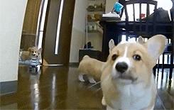 最新犬伤处置流程,关于犬伤处置