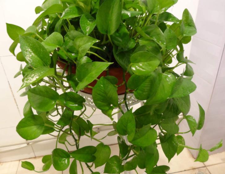 水培绿萝养殖方法的注意事项,水培绿萝怎么修剪根须