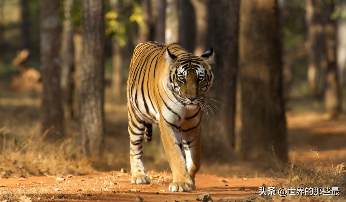 世界上都有哪些比较猛的猛兽,全世界最厉害的的十大猛兽