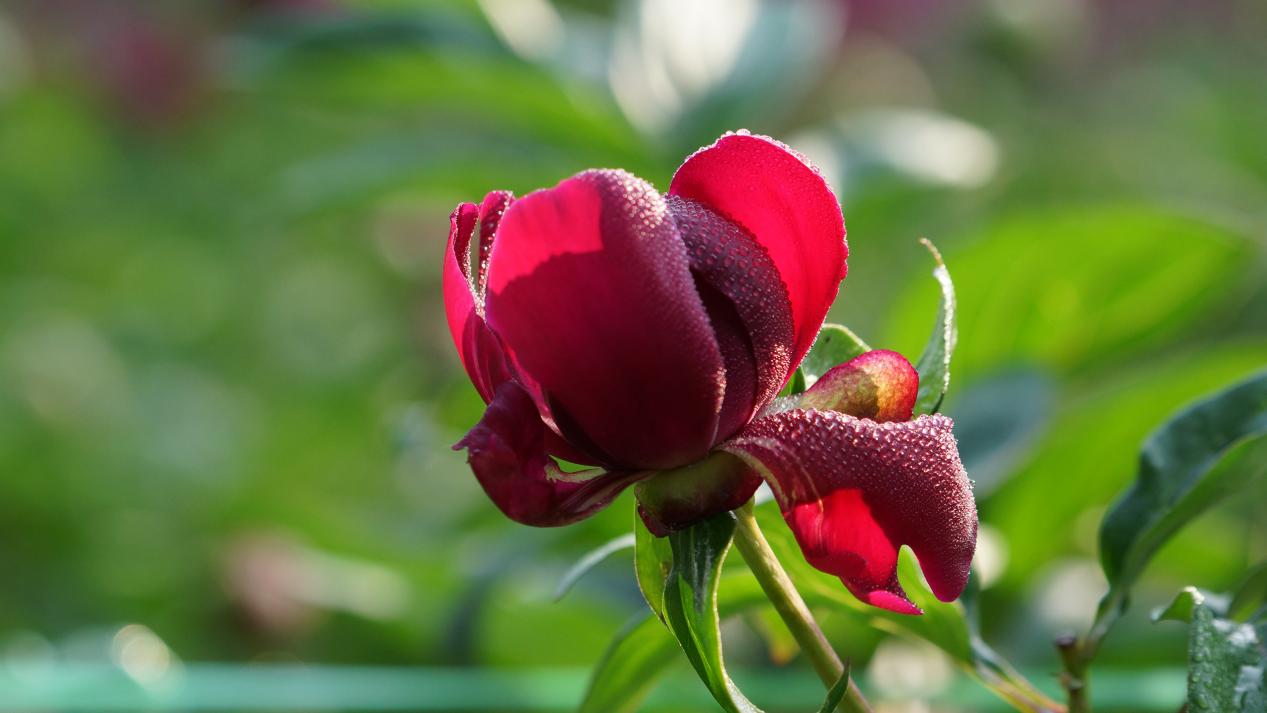 丰田卡罗拉销量最好的车型,丰田卡罗拉为什么全球销量第一