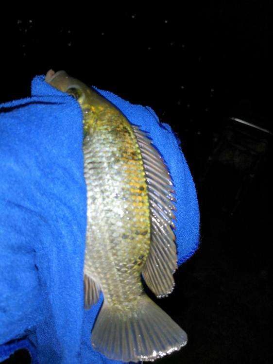 新手选鱼竿怎么选,新手怎么选鱼竿最合适