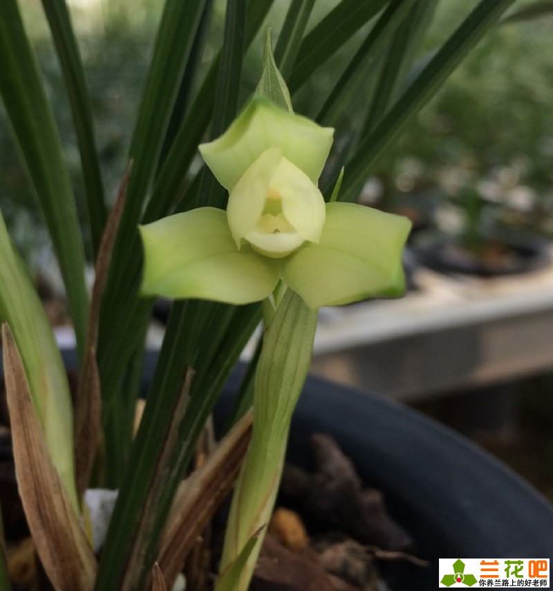 素心兰花和青山玉泉兰花哪个更好,素心兰花是什么样子