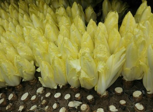 芽球菊苣第一次收割是多少天,芽球菊苣种子种植时能见光吗