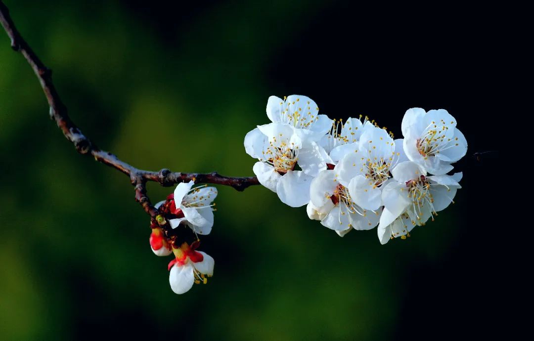 广角次品,广角失真是啥意思