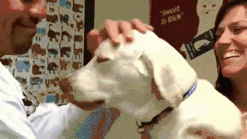 被狗舔了要不要打疫苗,被狗舔了嘴巴要不要打狂犬疫苗