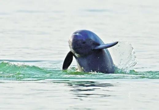 长隆投资宜昌,长隆会来宜昌吗