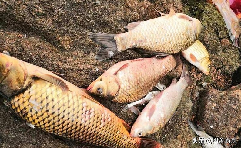 自制钓鱼爆炸钩饵料配方大全,钓鱼饵料爆炸钩使用教学配方