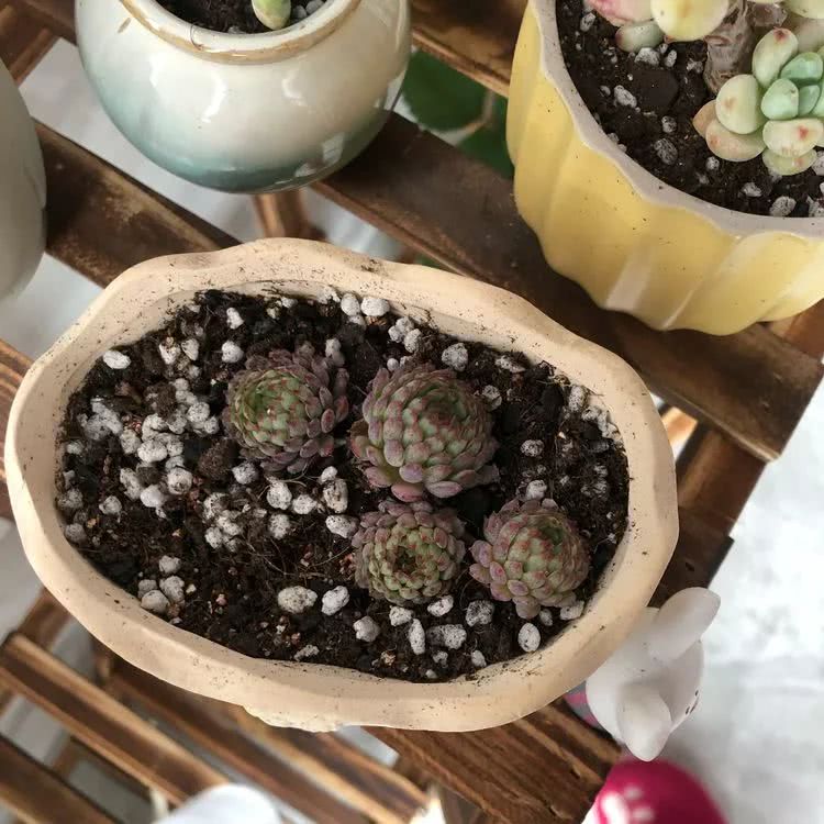 新手小白入坑多肉必看攻略,多肉新手入坑必备指南