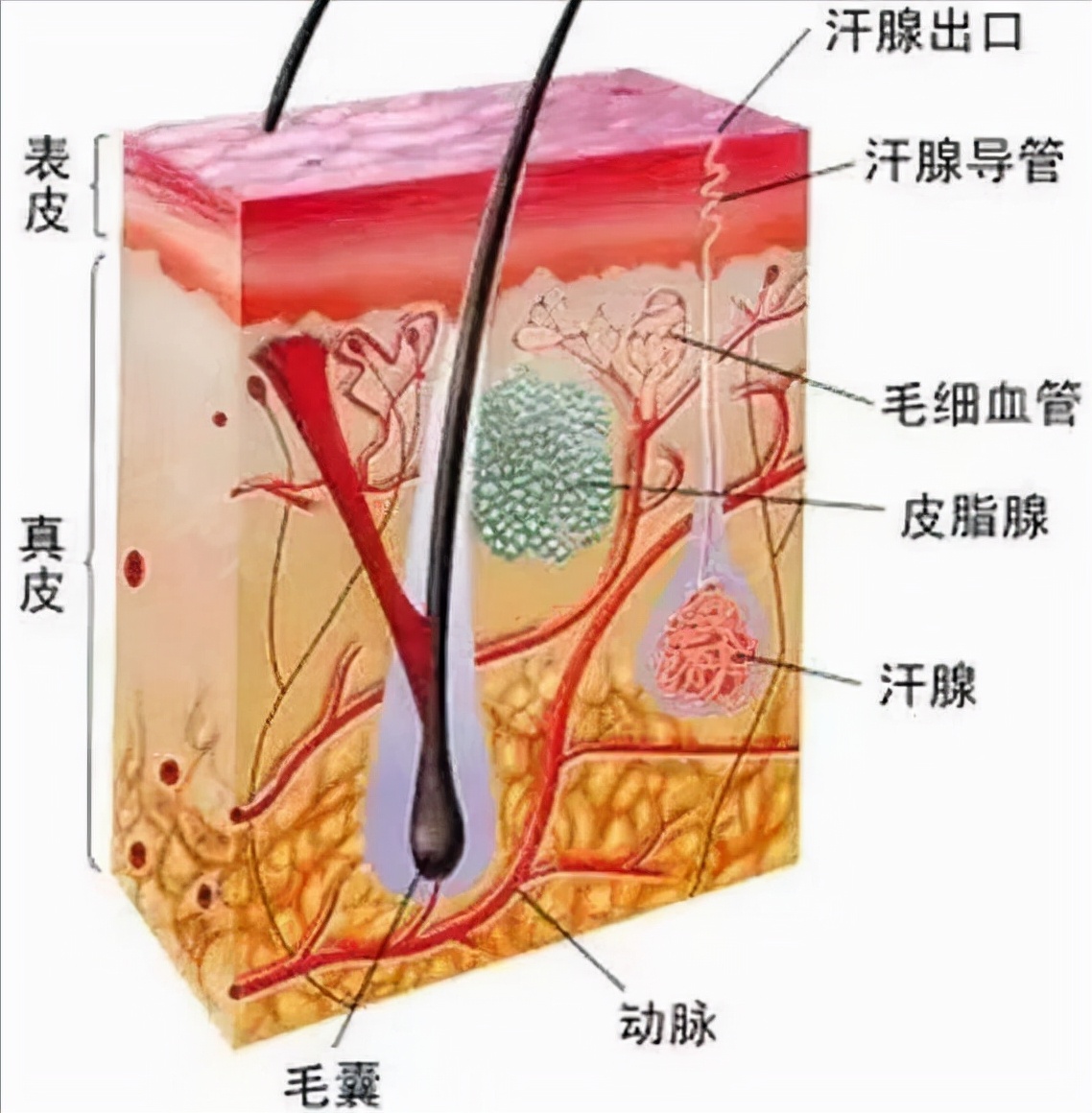 我国2.5亿人“秃了”,科学家找到“元凶”后反而更苦恼,咋回事
