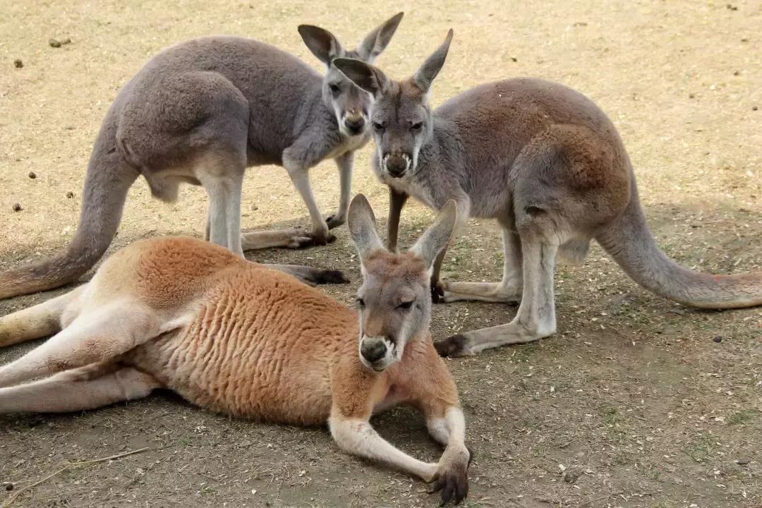 袋鼠界的“白雪公主”,近日找不到孩子他爸了……