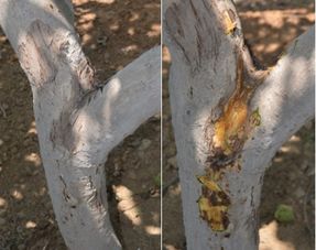 *疆新**核桃常见病虫害防治之研究，掌握此类知识，种出优质核桃