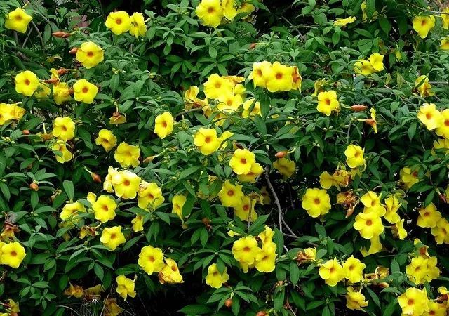 100种常见观叶植物图鉴史上最全,农村常见的100种植物