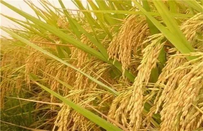 2020清远农业补贴一览表,农村老干部补贴新政策2020