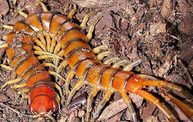 中国十大最毒蜈蚣排名,毒蜈蚣十大排行榜