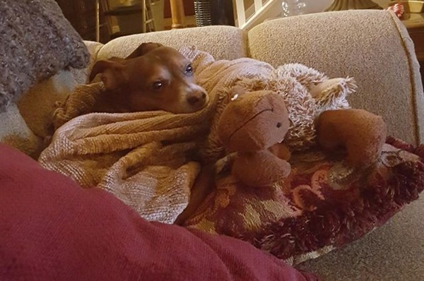 狗狗有多害怕突然出现的玩具,狗狗喜爱的玩具大盘点