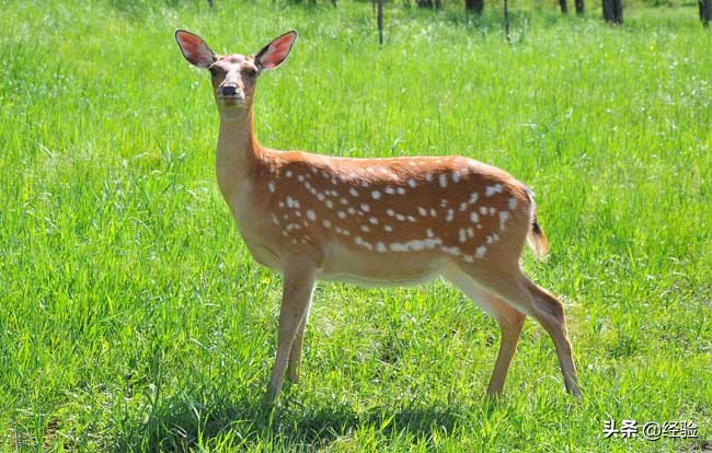 广东梅花鹿养殖,梅花鹿养殖技巧