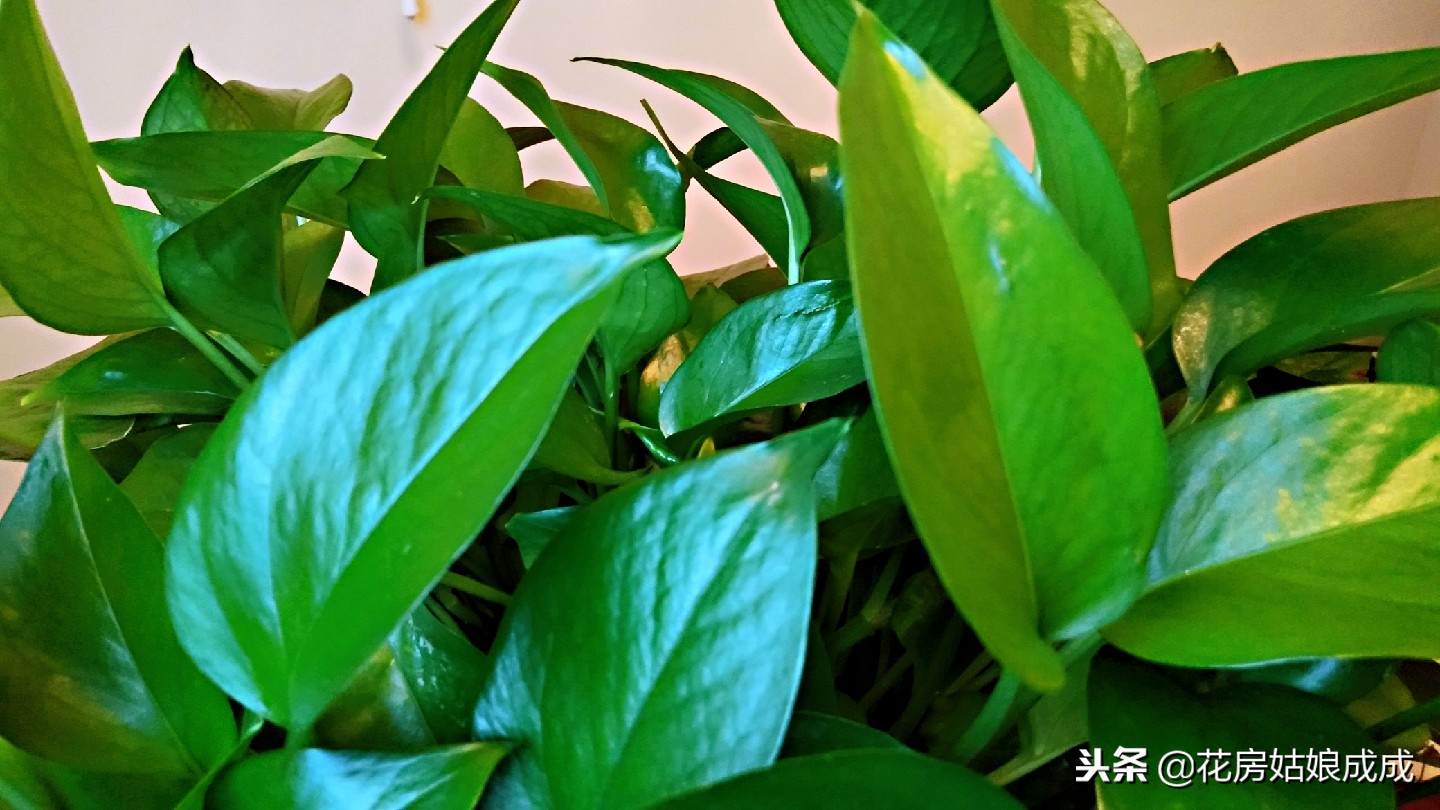 绿萝叶子稀稀拉拉,绿萝长得太长了出现黄叶怎么办