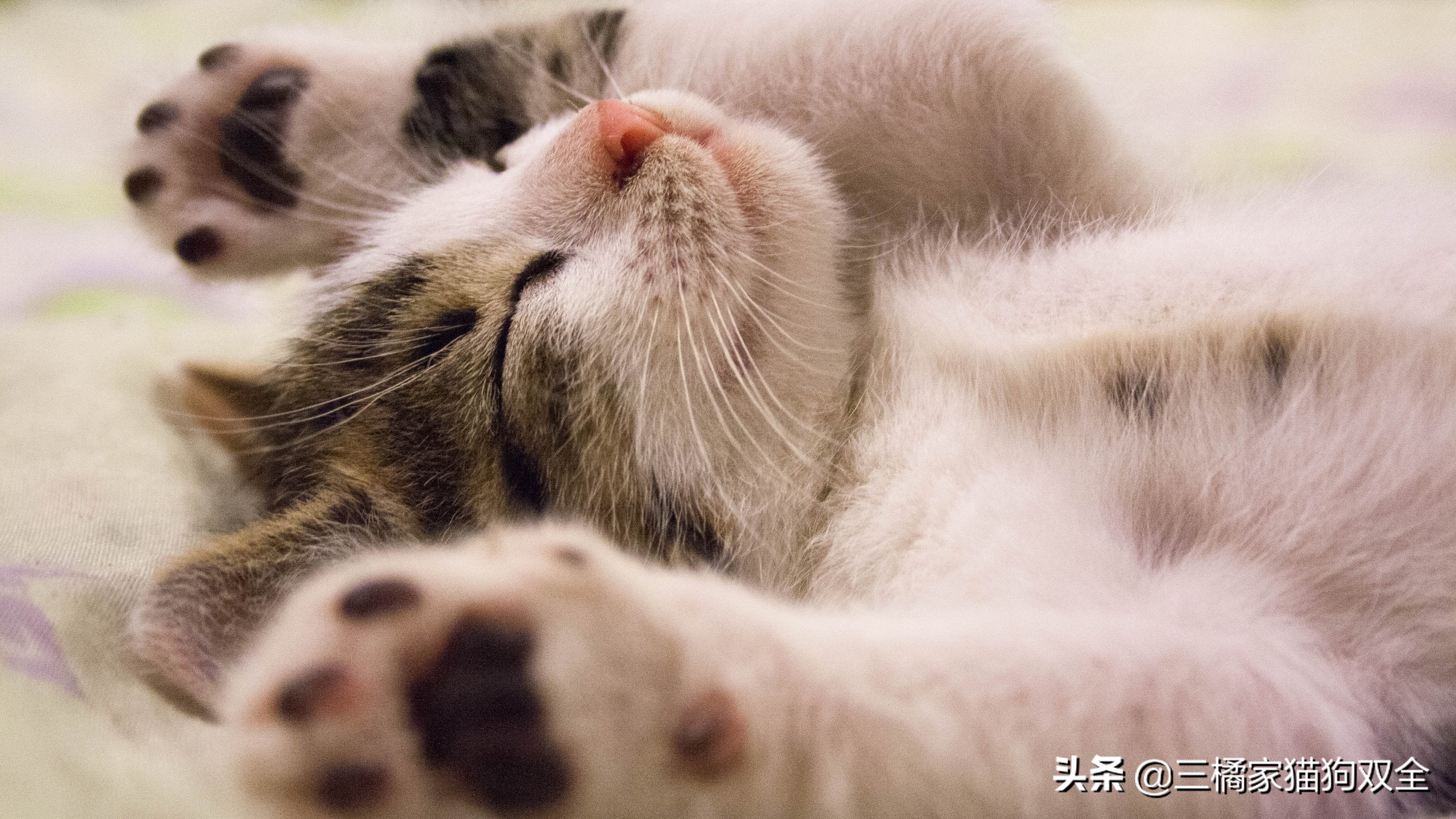 猫咪便秘是为什么,猫咪便秘以后便血怎么回事