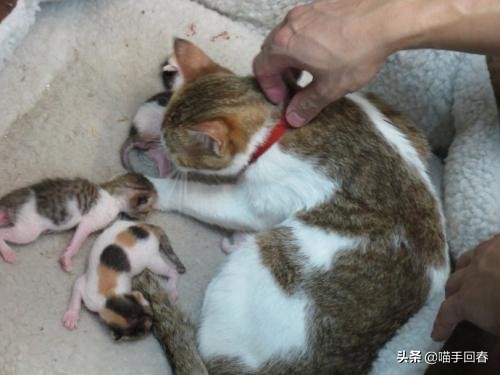 母猫难产在家怎么处理,母猫难产怎么解决