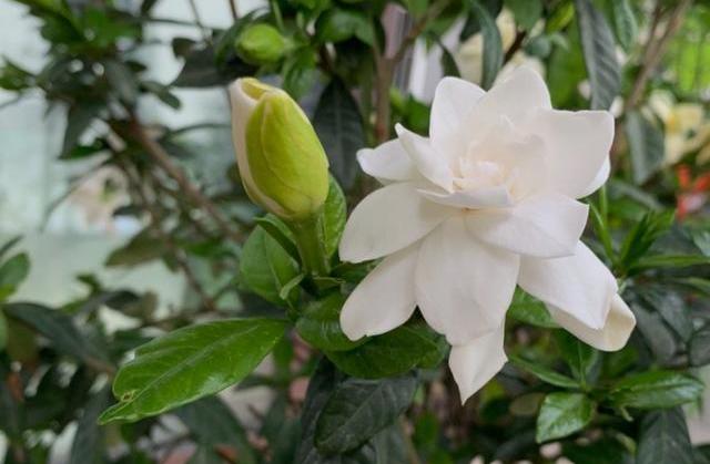 栀子花黄叶原因大揭秘,栀子花根部黄叶的原因及处理方法