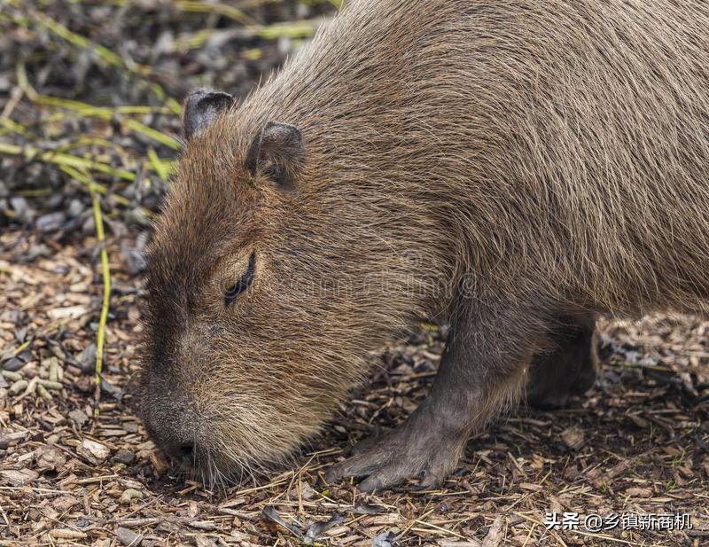 2022最好的农村养殖创业项目,广东大学生返乡下发展养殖