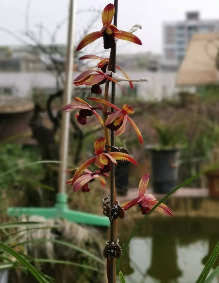 贵州毕节细叶蕙兰荷瓣花,贵州山上蕙兰开花