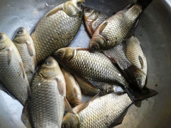 为什么有些鲫鱼吃起来有股煤油味,怎么去除河里鲫鱼的煤油味道