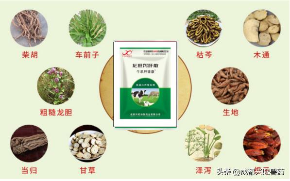 牛羊|光吃不长、夏季流产死胎增加?别怕!牛羊肝肾康来帮你