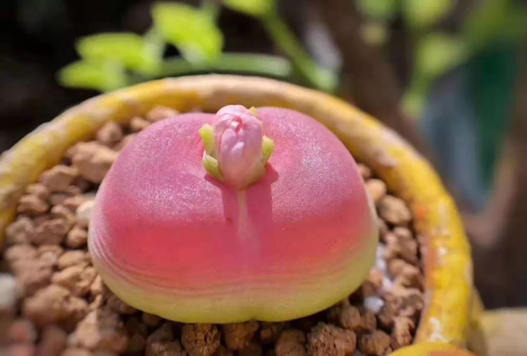 2023多肉展会直播,2023上海多肉植物展