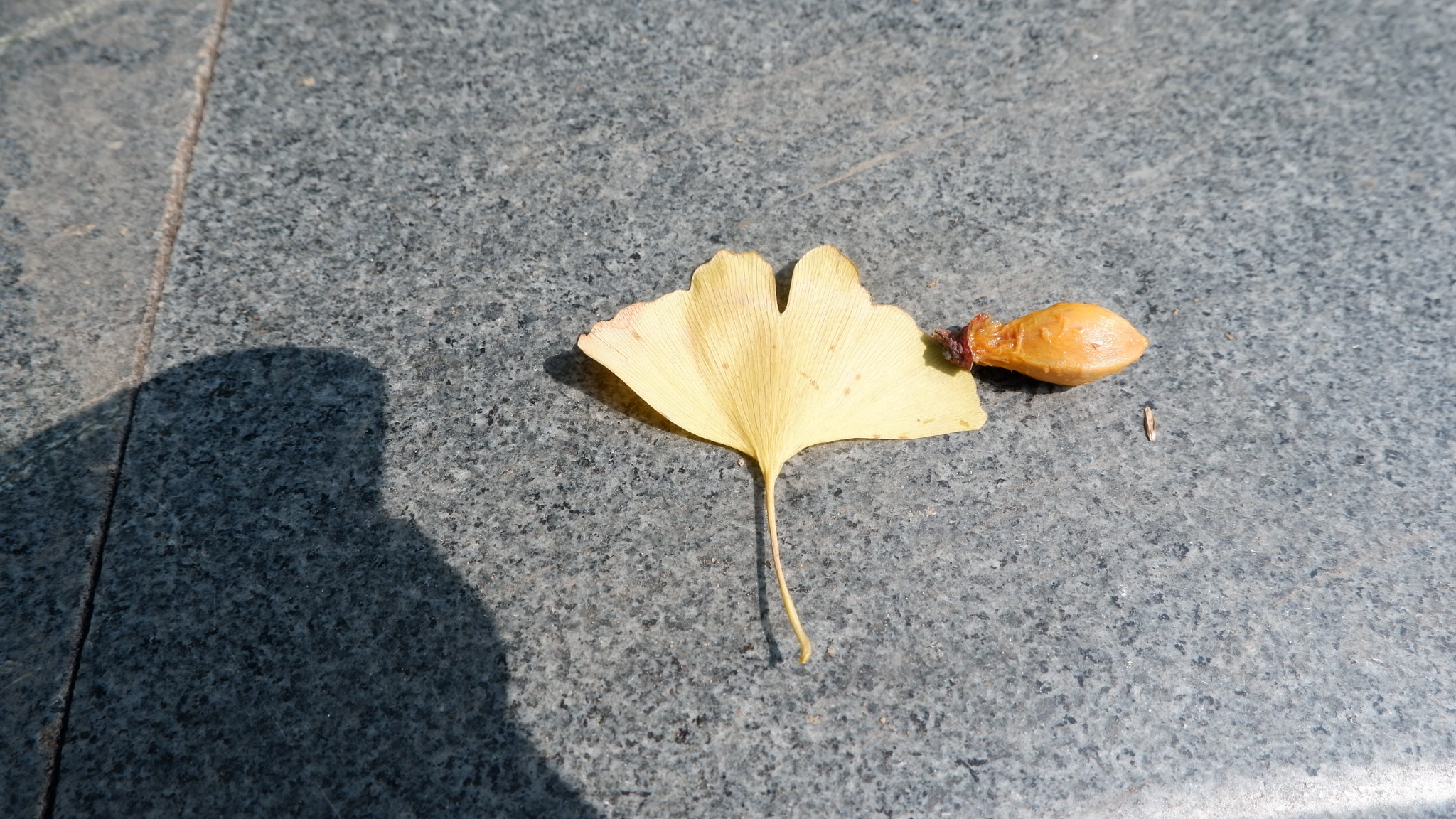 在地铁边看存在了两亿七千万年的树