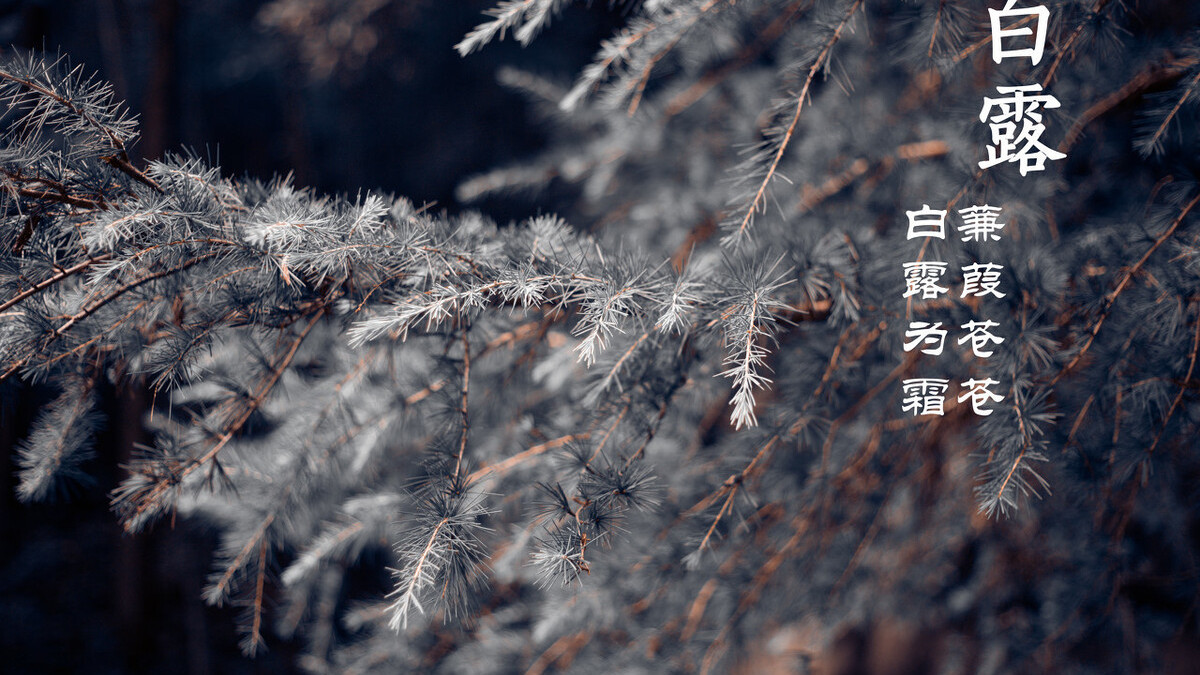 二十四节气白露高清图,二十四节气白露ppt