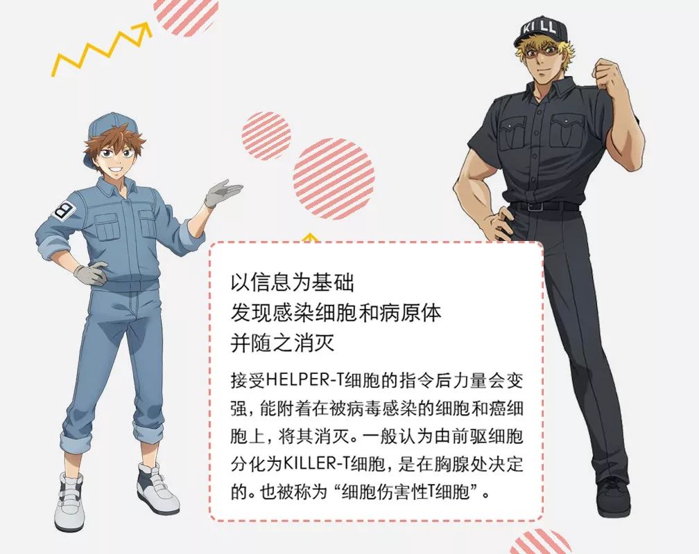 对付新冠病毒最好的方法是免疫力,免疫系统如何打败新冠病毒