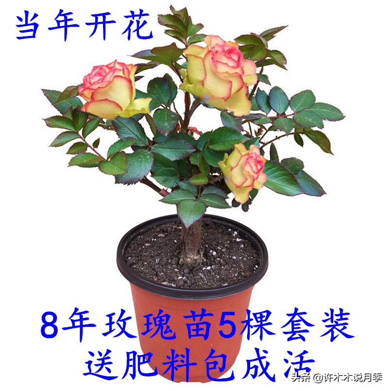 买月季还被骗？教你远离月季网购陷阱，辨别真伪拒绝蔷薇小白花