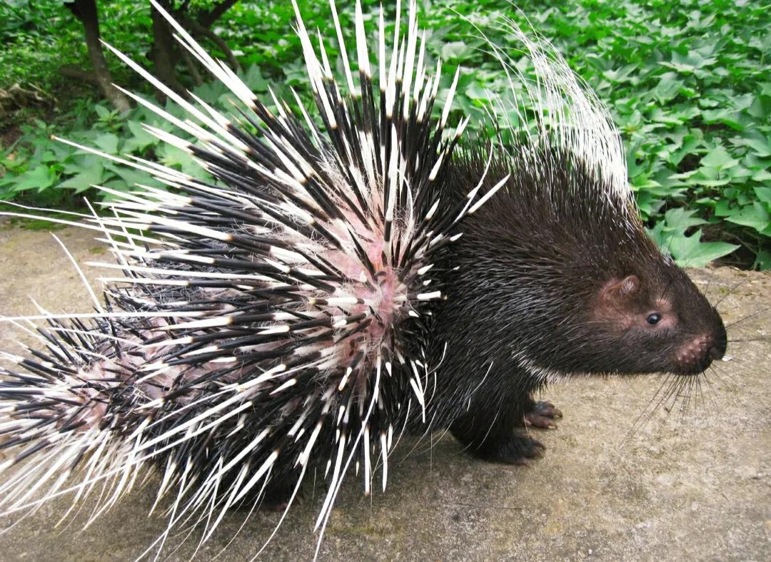 蛇吃了豪猪会怎样,蛇吞食豪猪后被刺穿