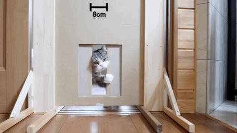 夏天猫咪中暑视频,炎炎夏日猫咪应该怎么安全度过