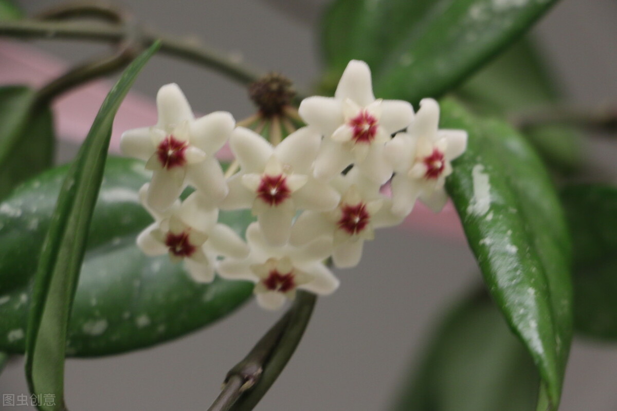 园林人需要知道的85个花卉知识,园林花卉的种类及图片