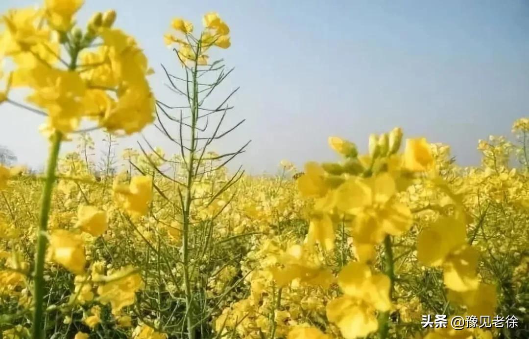 南阳赏花最佳地点,南阳春天赏花的地方有哪些推荐